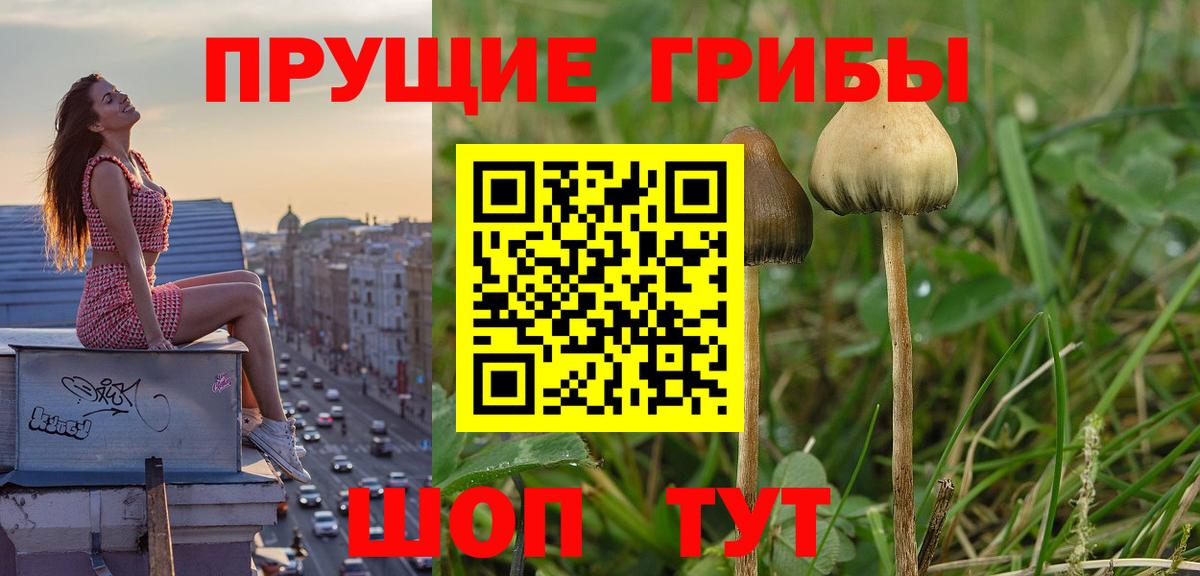 Галлюциногенные грибы Psilocybine cubensis  Вход с VPN  Лесосибирск 